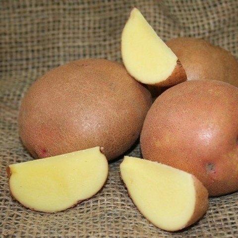 OG Red Gold Pre-Nuclear Potato