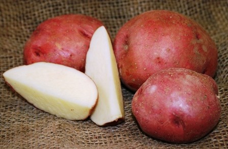 OG Reddale Pre-Nuclear Potato