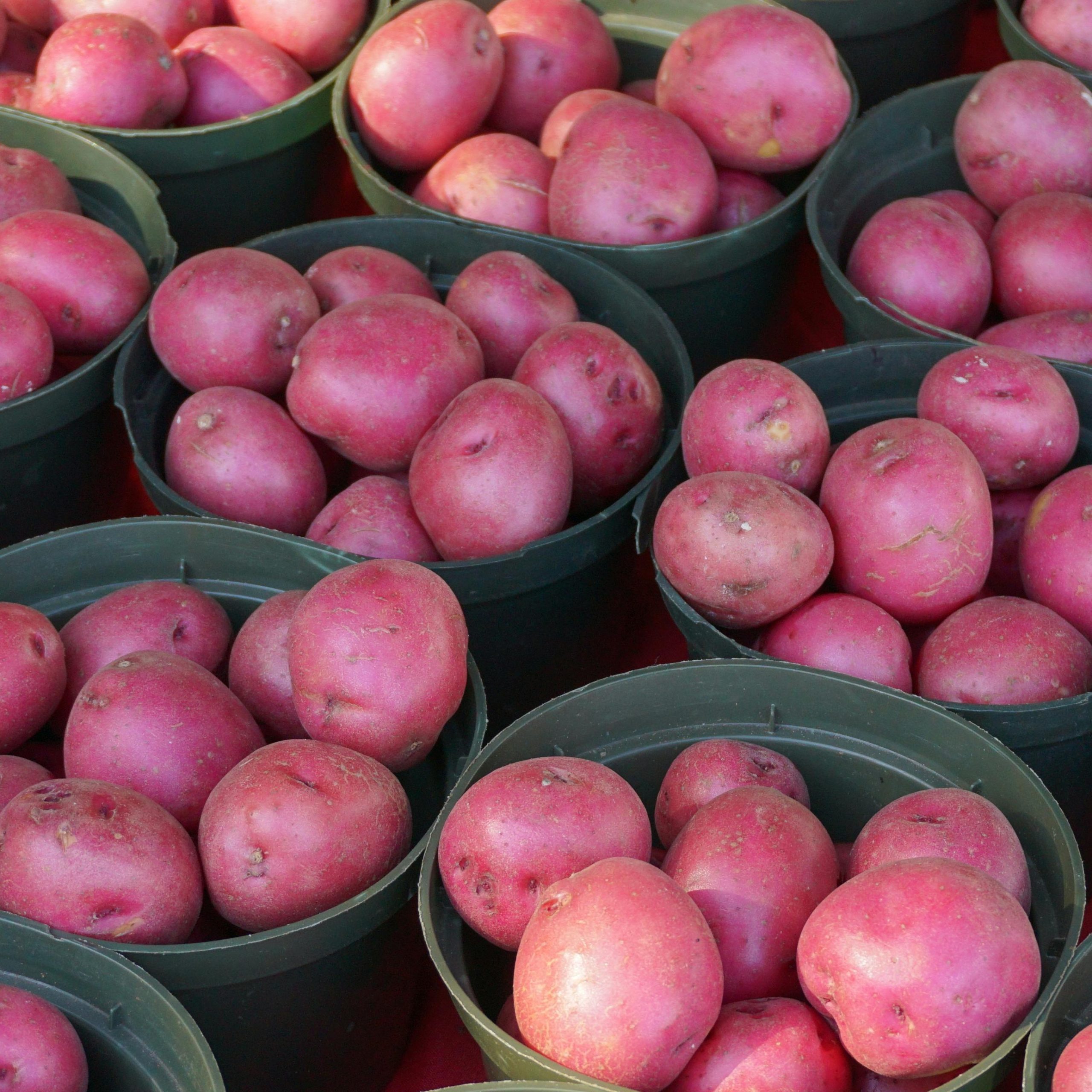 OG Reddale Pre-Nuclear Potato