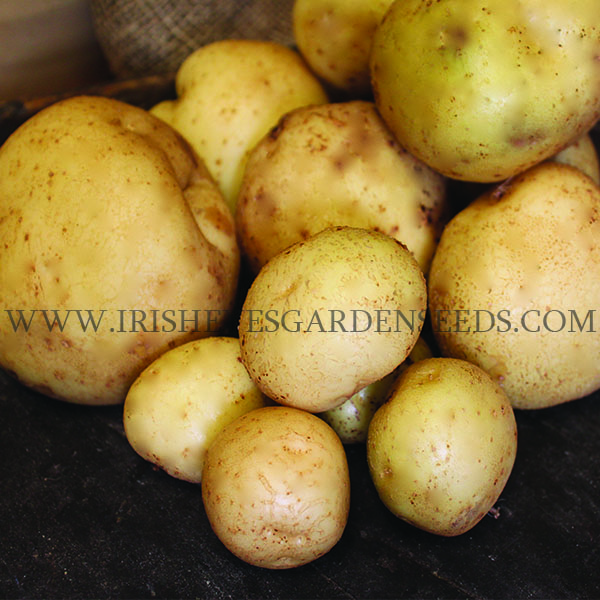 OG King Harry Pre-Nuclear Potato