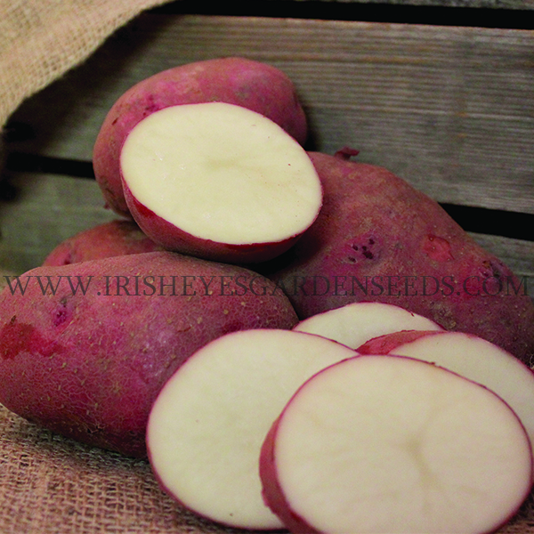 OG Cherry Red Pre-Nuclear Potato