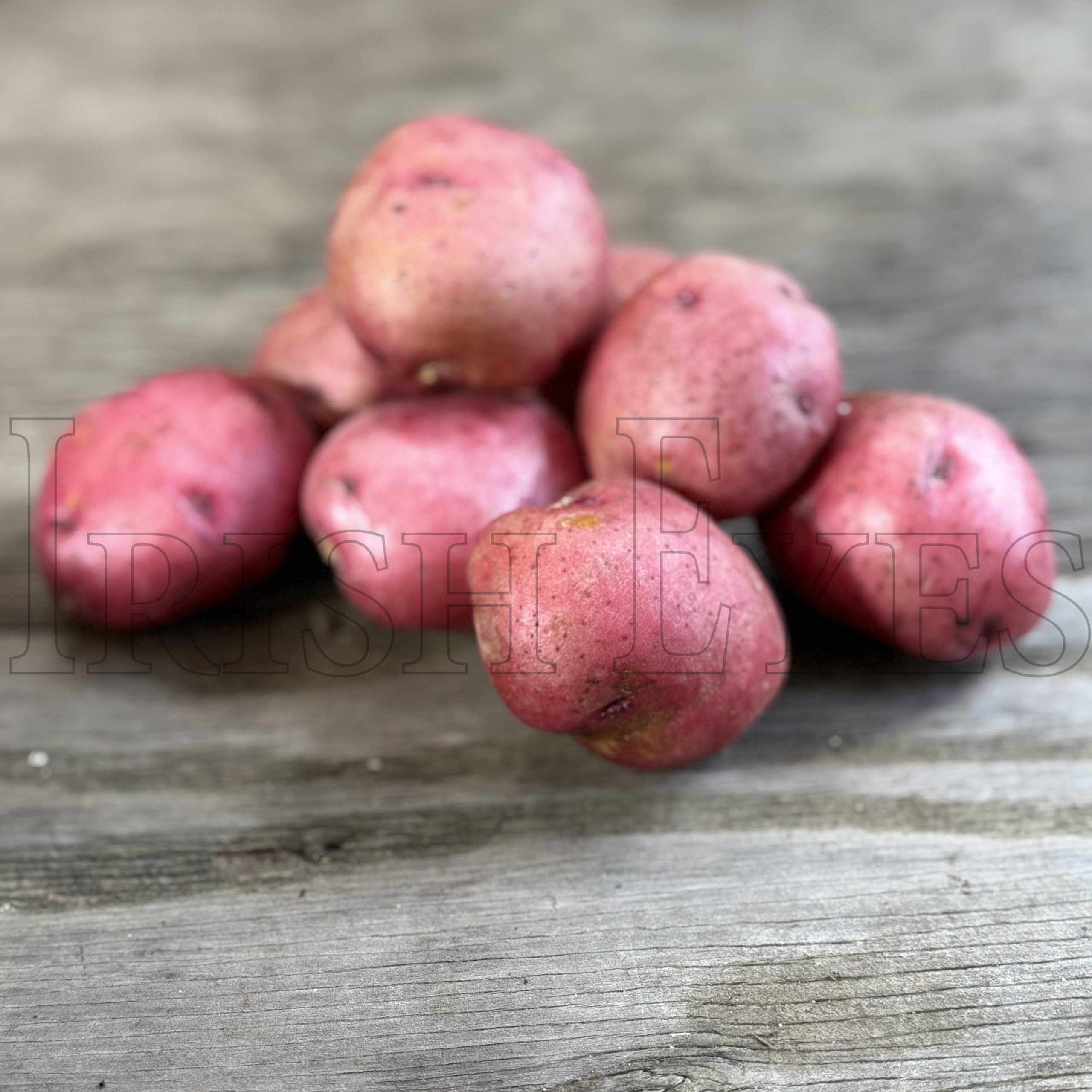 OG Red Norland Pre-Nuclear Potato