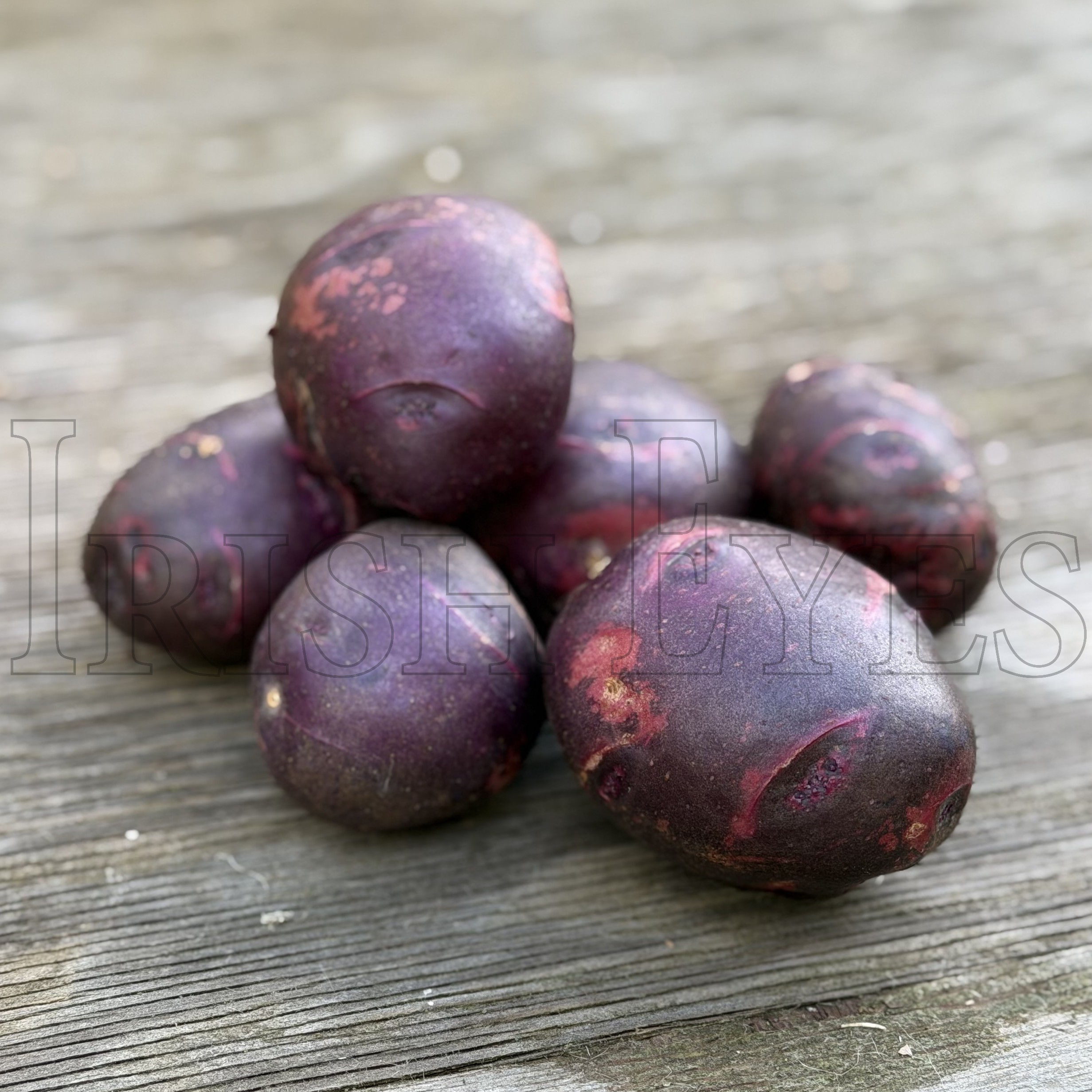 OG Viking Purple Pre-Nuclear Potato