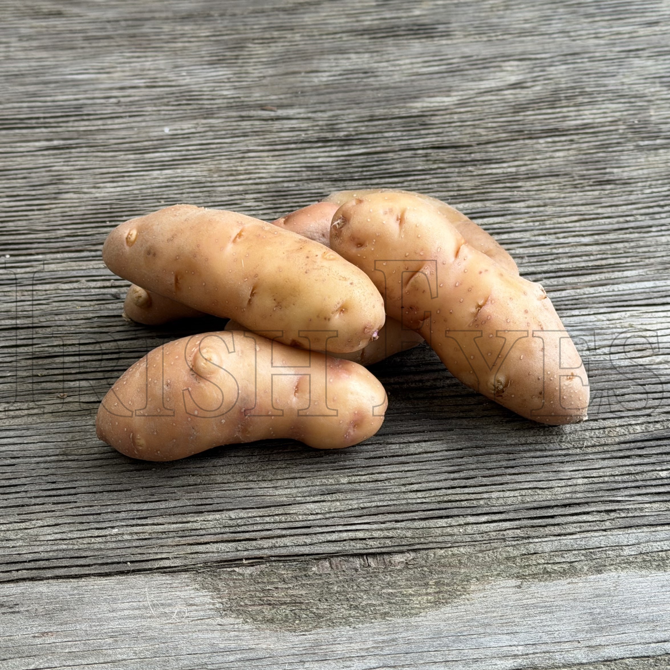 OG Rose Finn Apple Pre-Nuclear Fingerling