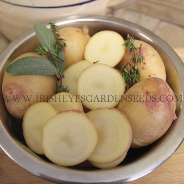 OG King Edward Pre- Nuclear Potato