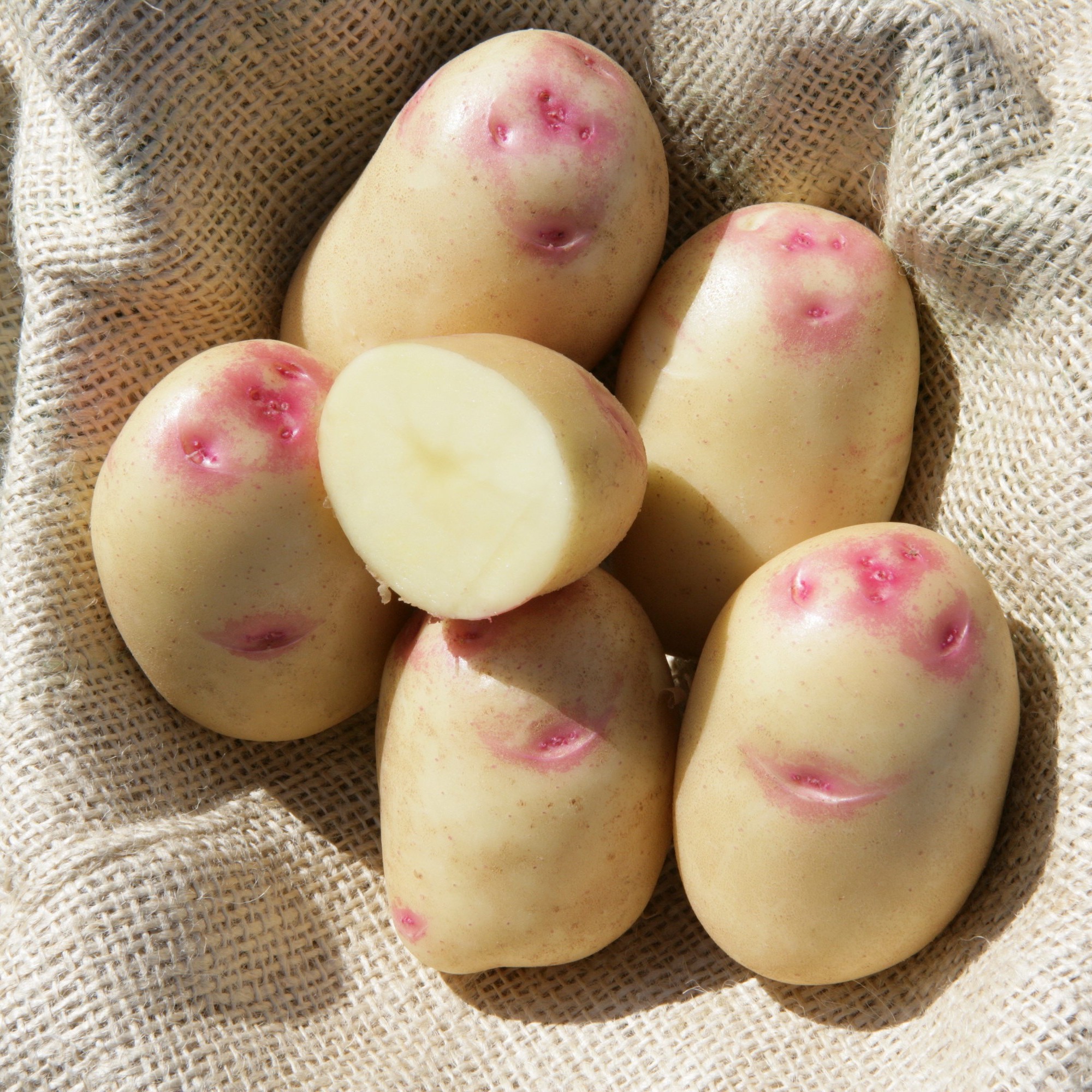 OG King Edward Pre- Nuclear Potato