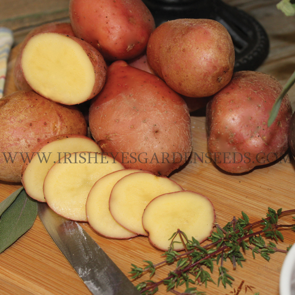 OG Desiree Pre-Nuclear Potato