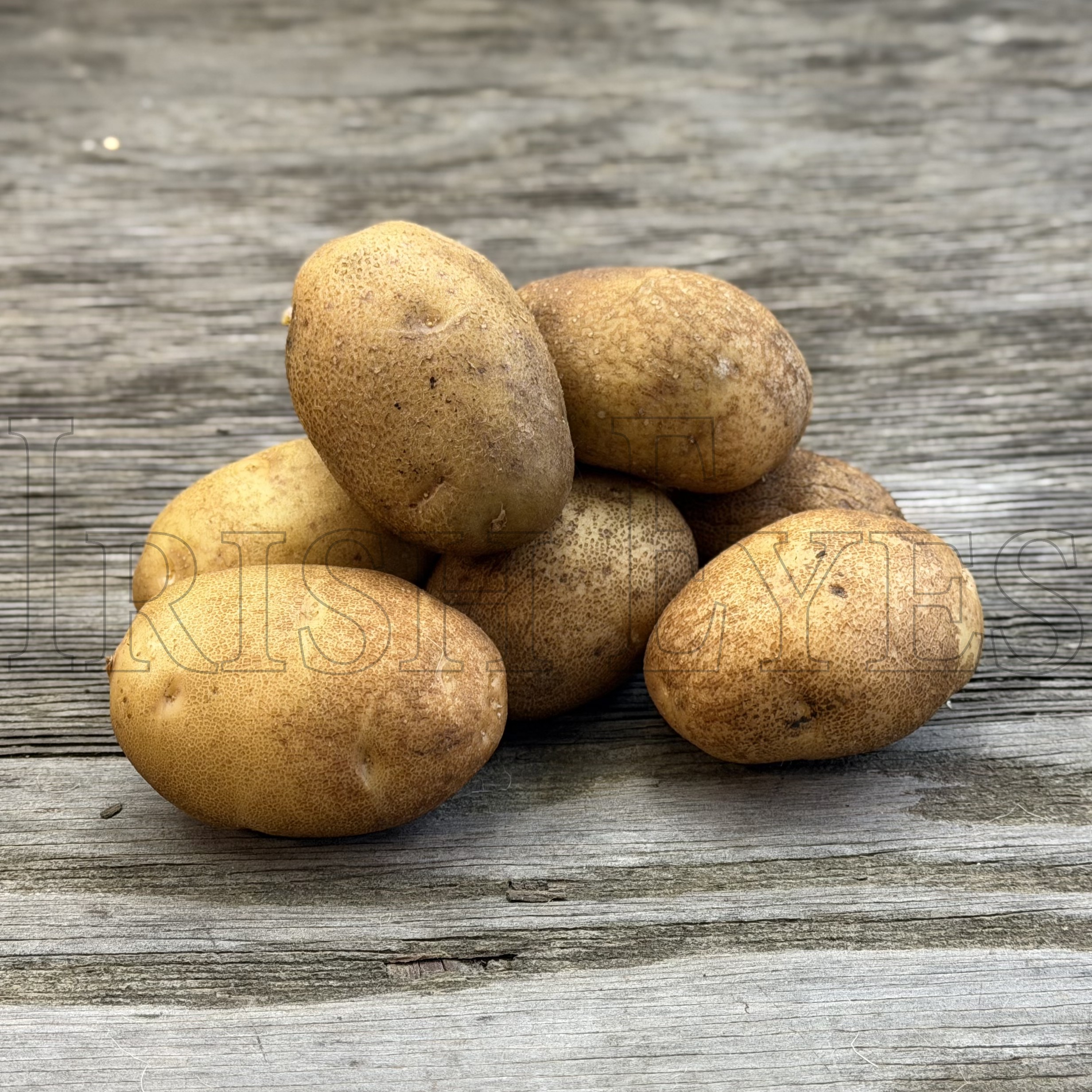 OG Russet Burbank Pre-Nuclear