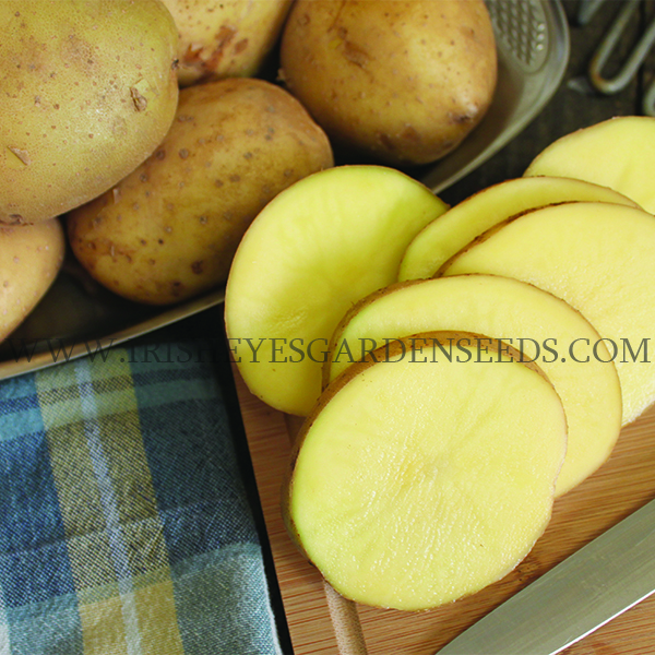 OG Yukon Gem Pre-Nuclear Potato