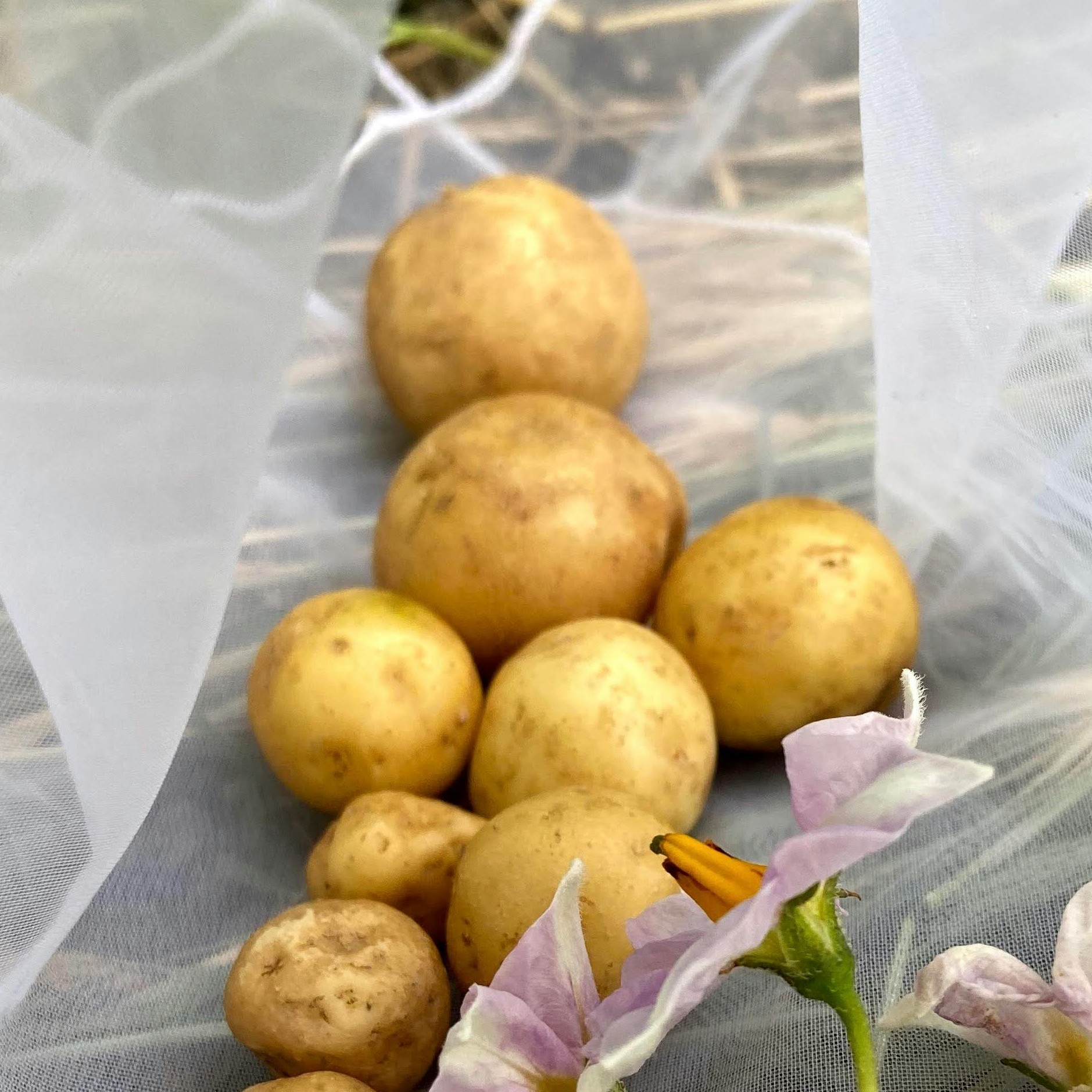 OG Yukon Gem Pre-Nuclear Potato