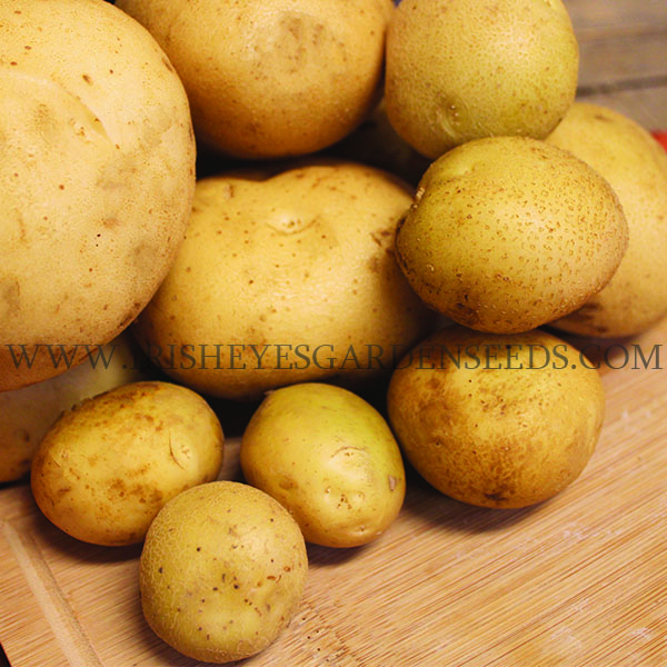 OG Katahdin Pre-Nuclear Potato