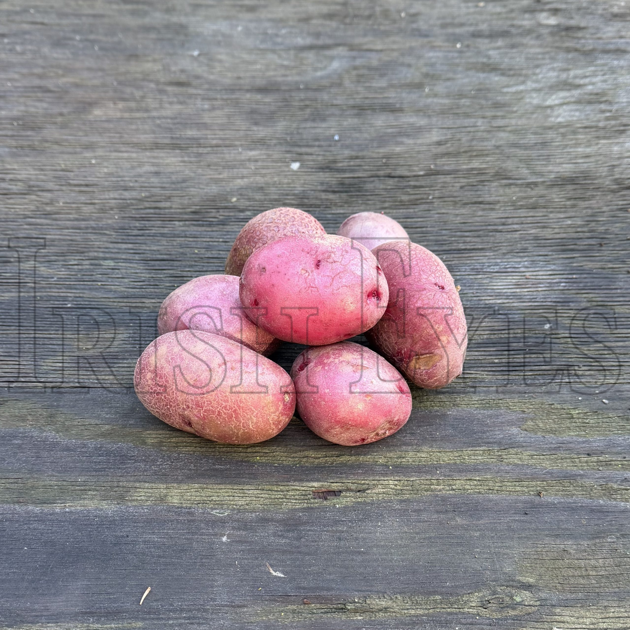 OG Huckleberry Red Pre-Nuclear Potato