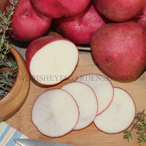 OG Sangre Pre-Nuclear Potato