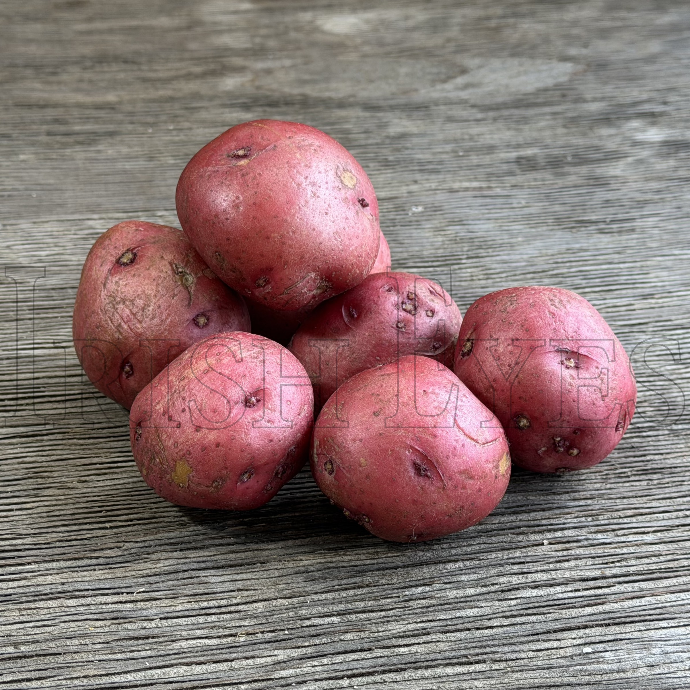OG Red Pontiac Pre-Nuclear Potato