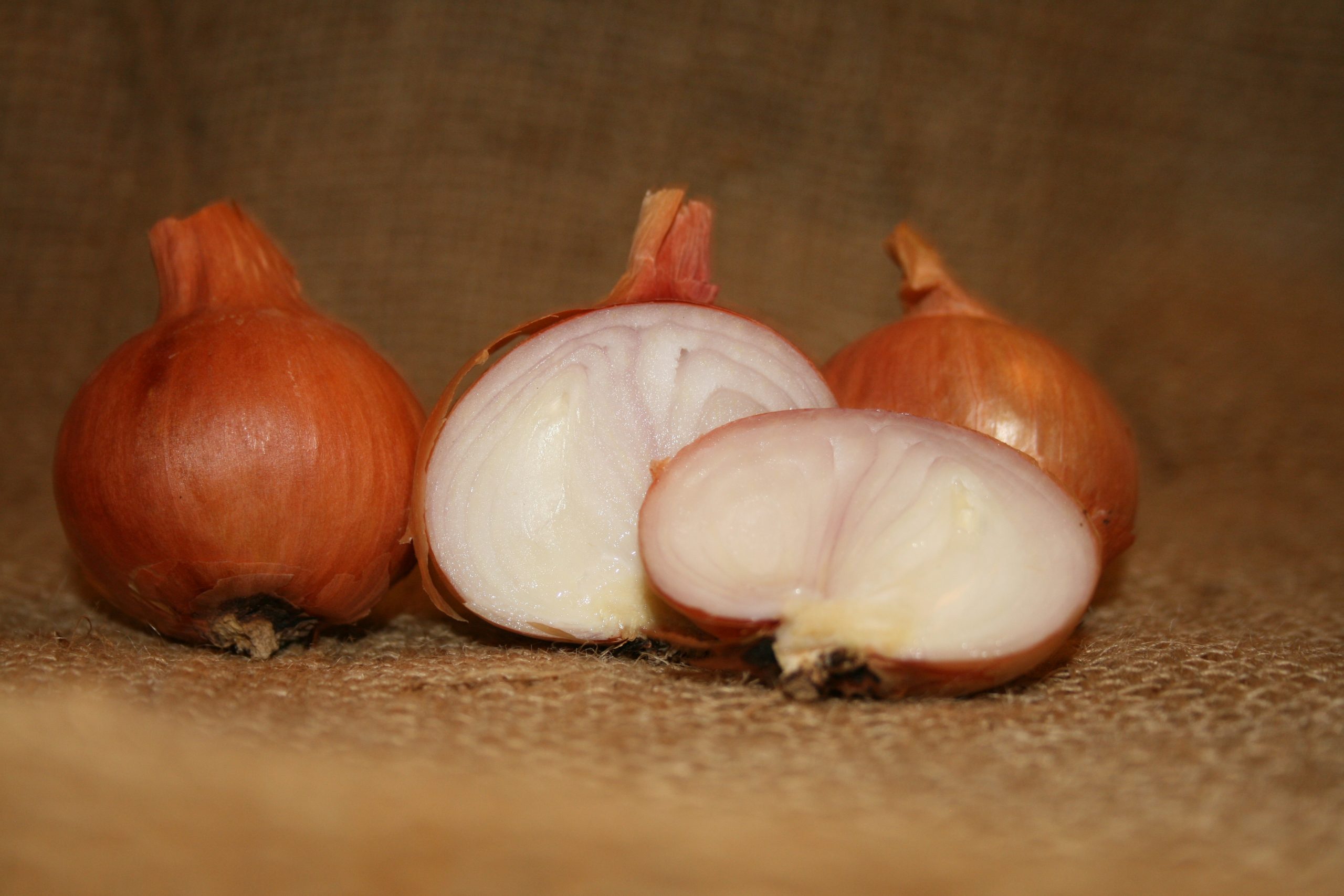 Holland Red Shallot