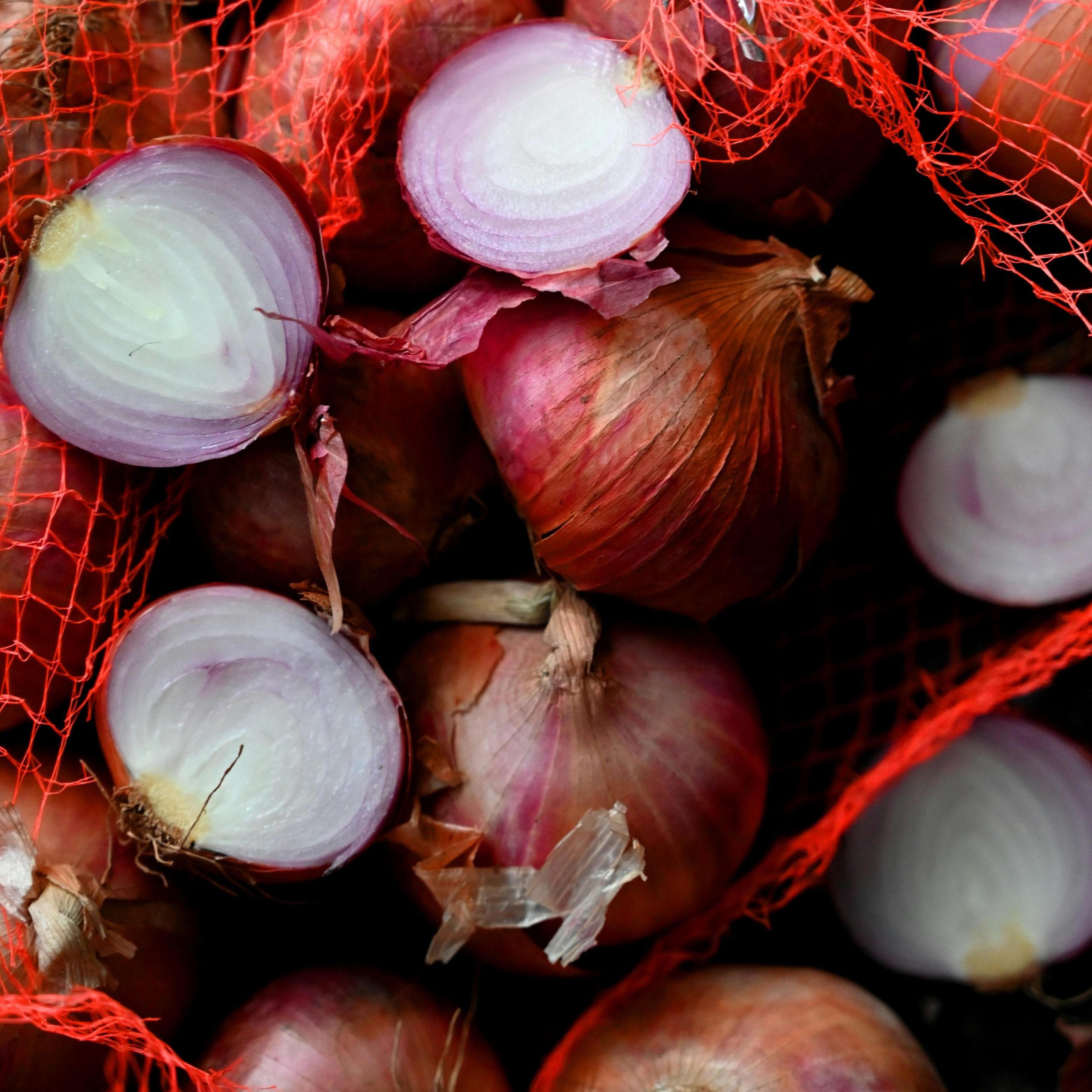 Holland Red Shallot