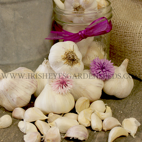 Inchelium Red Garlic- Spring