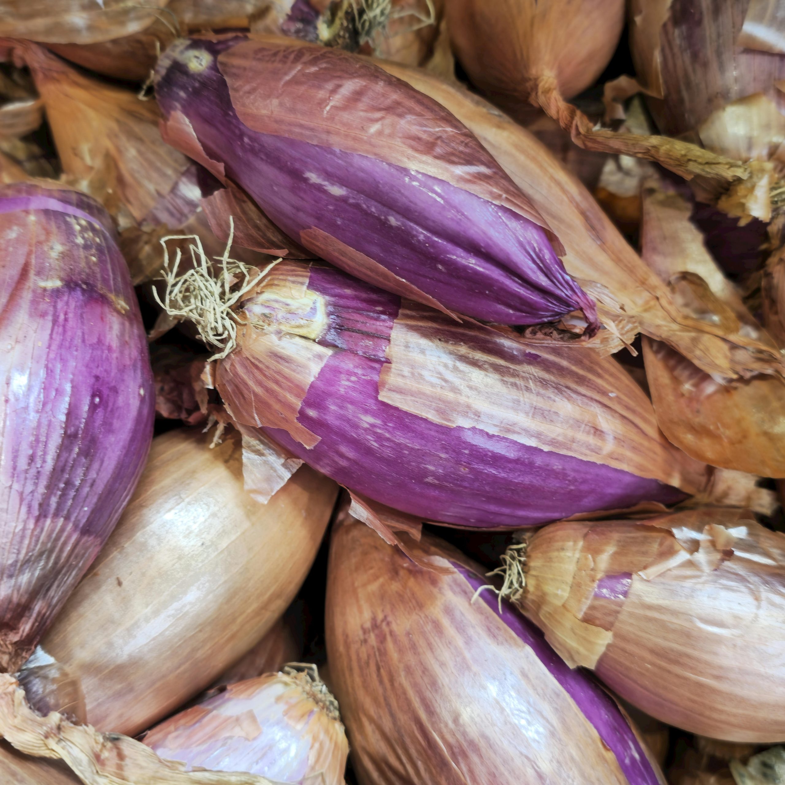 OG French Red Shallot