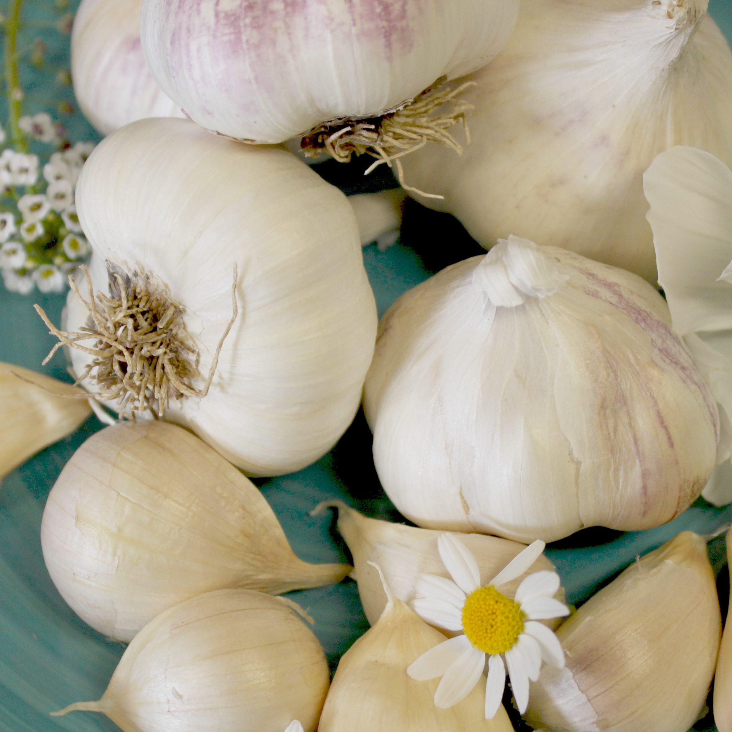 OG California Early Garlic
