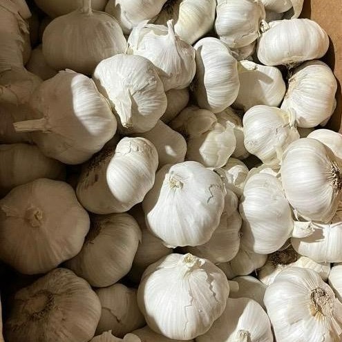 Mexican Pearl Garlic