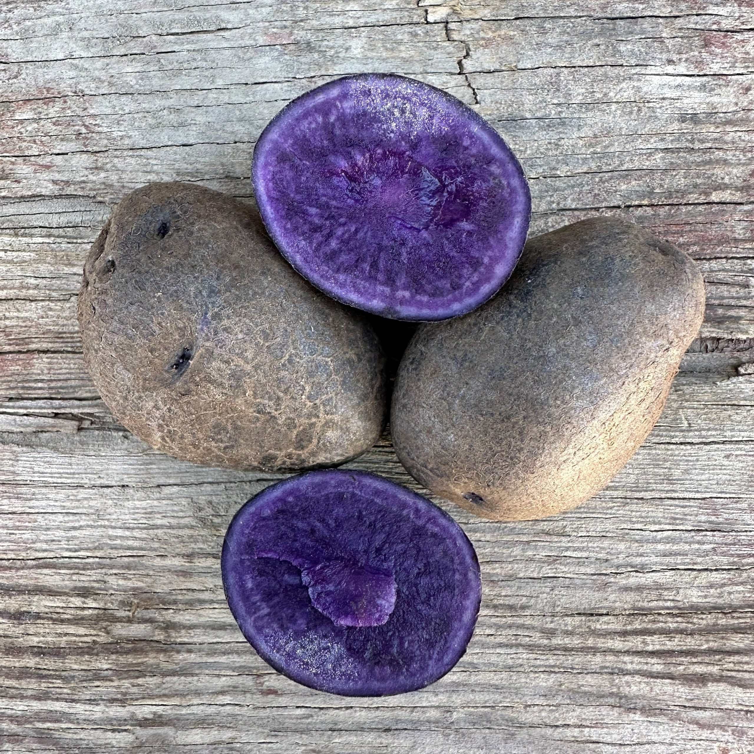OG Purple Pelisse Pre-Nuclear