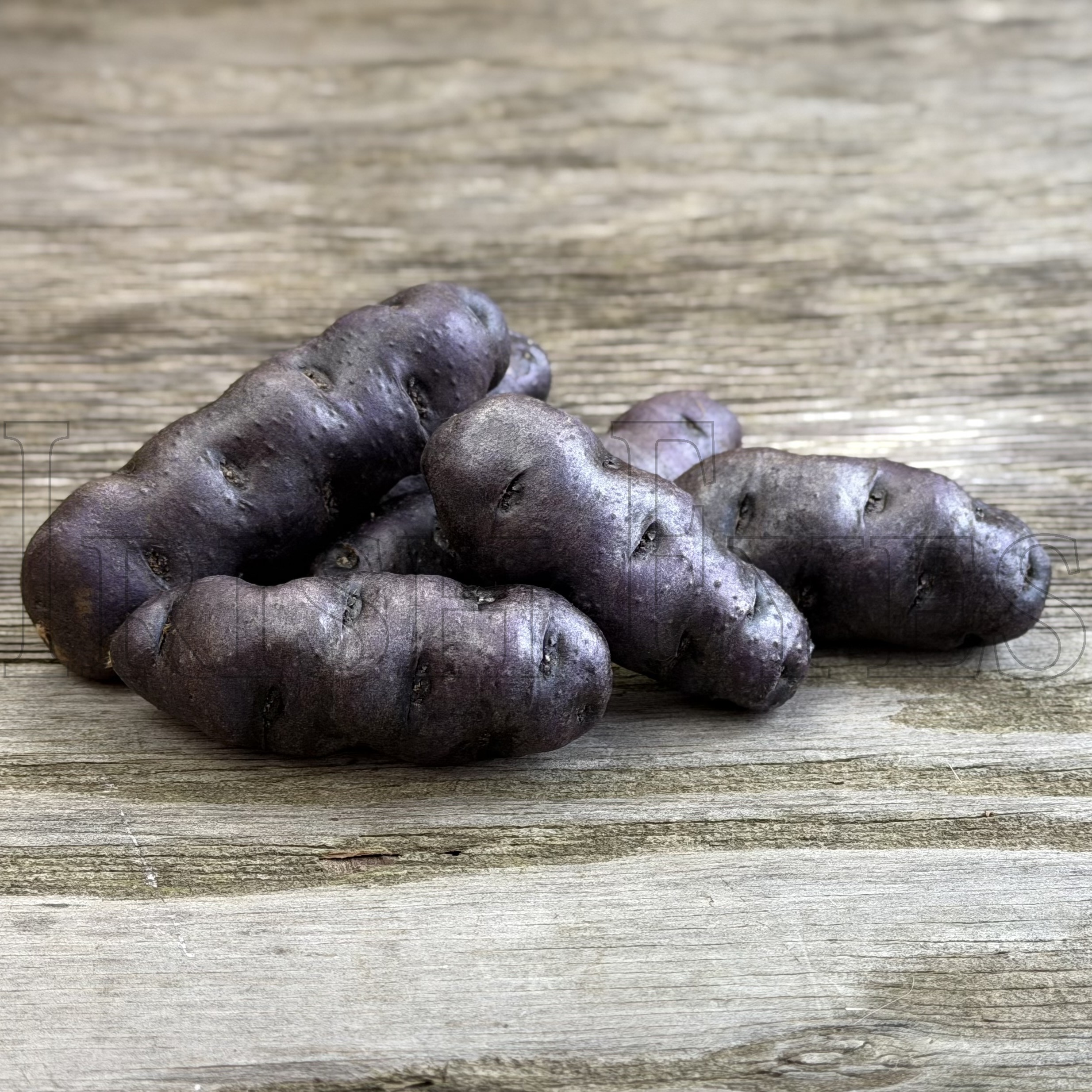 OG Purple Peruvian Pre-Nuclear Fingerling
