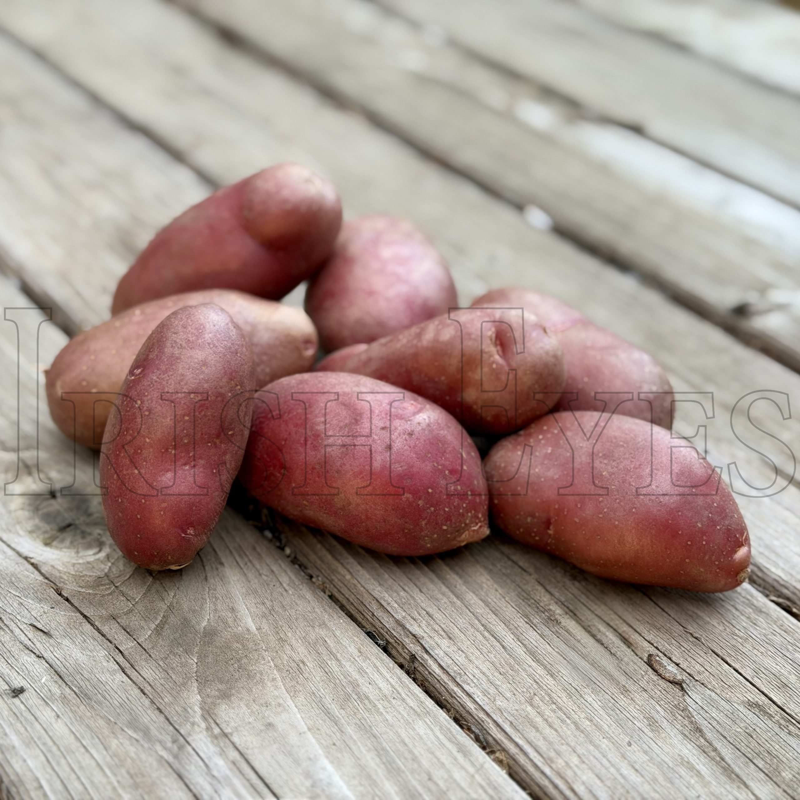 OG French Fingerling Pre-Nuclear