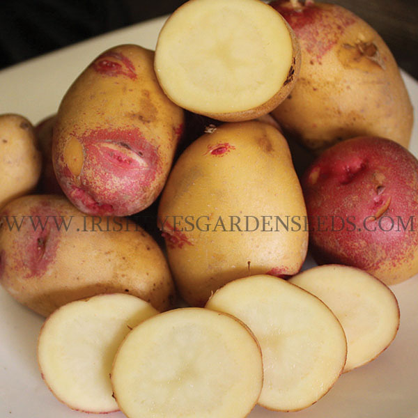 OG Peruvian Sunrise Pre-Nuclear Potato