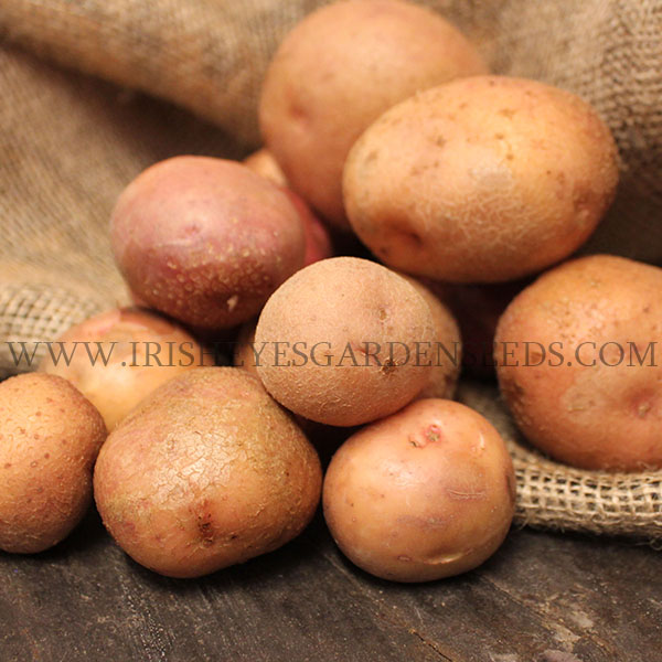 OG Kerr’s Pink Pre-Nuclear Potato