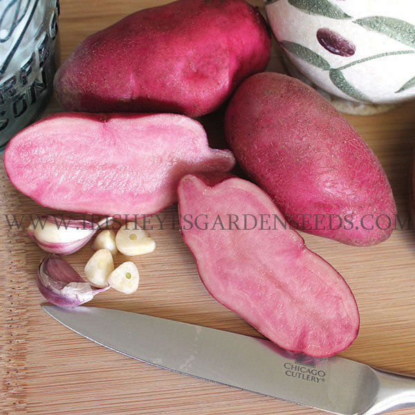 OG Red Thumb Pre-Nuclear Fingerling