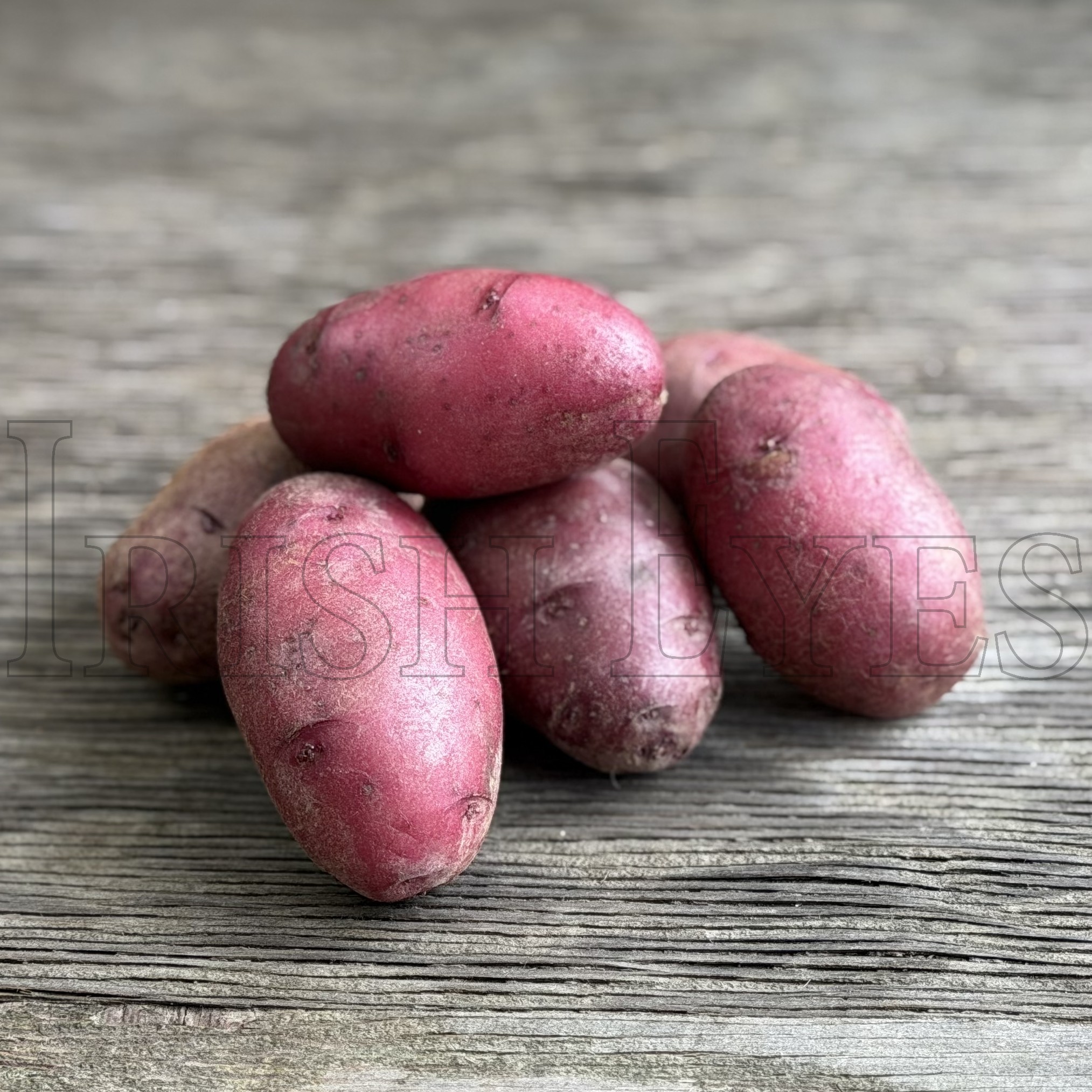 OG Red Thumb Pre-Nuclear Fingerling