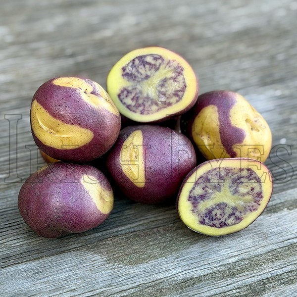 OG Jester Potato
