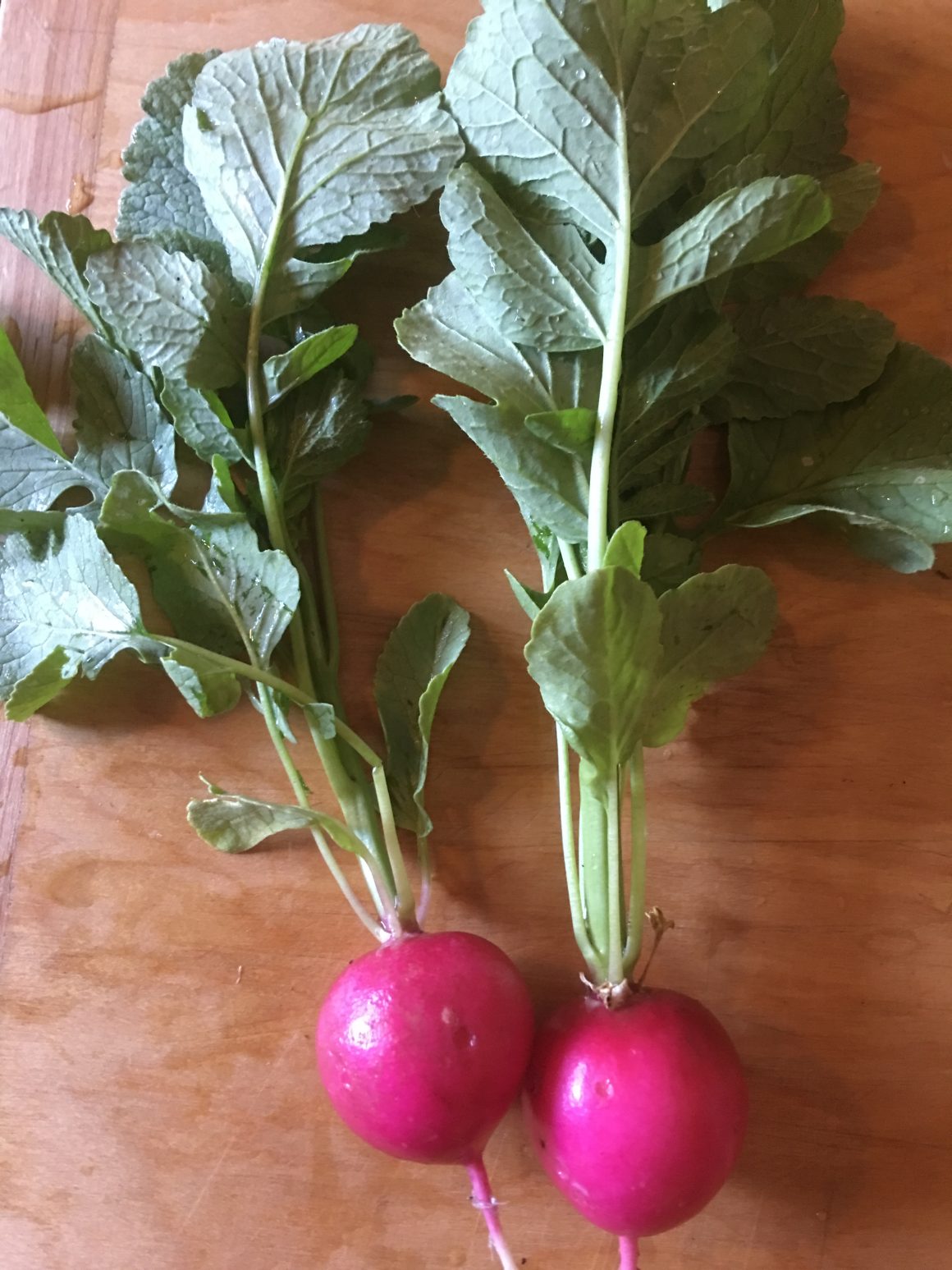Early Scarlet Globe Radish Irish Eyes