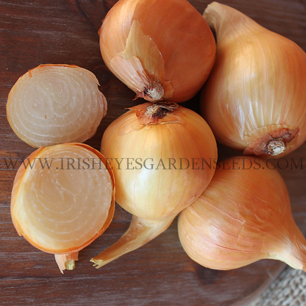 Dutch Yellow Shallot