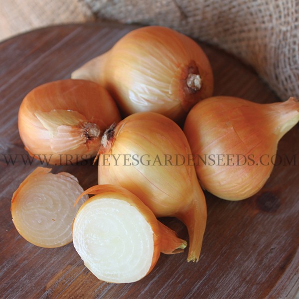 Dutch Yellow Shallot