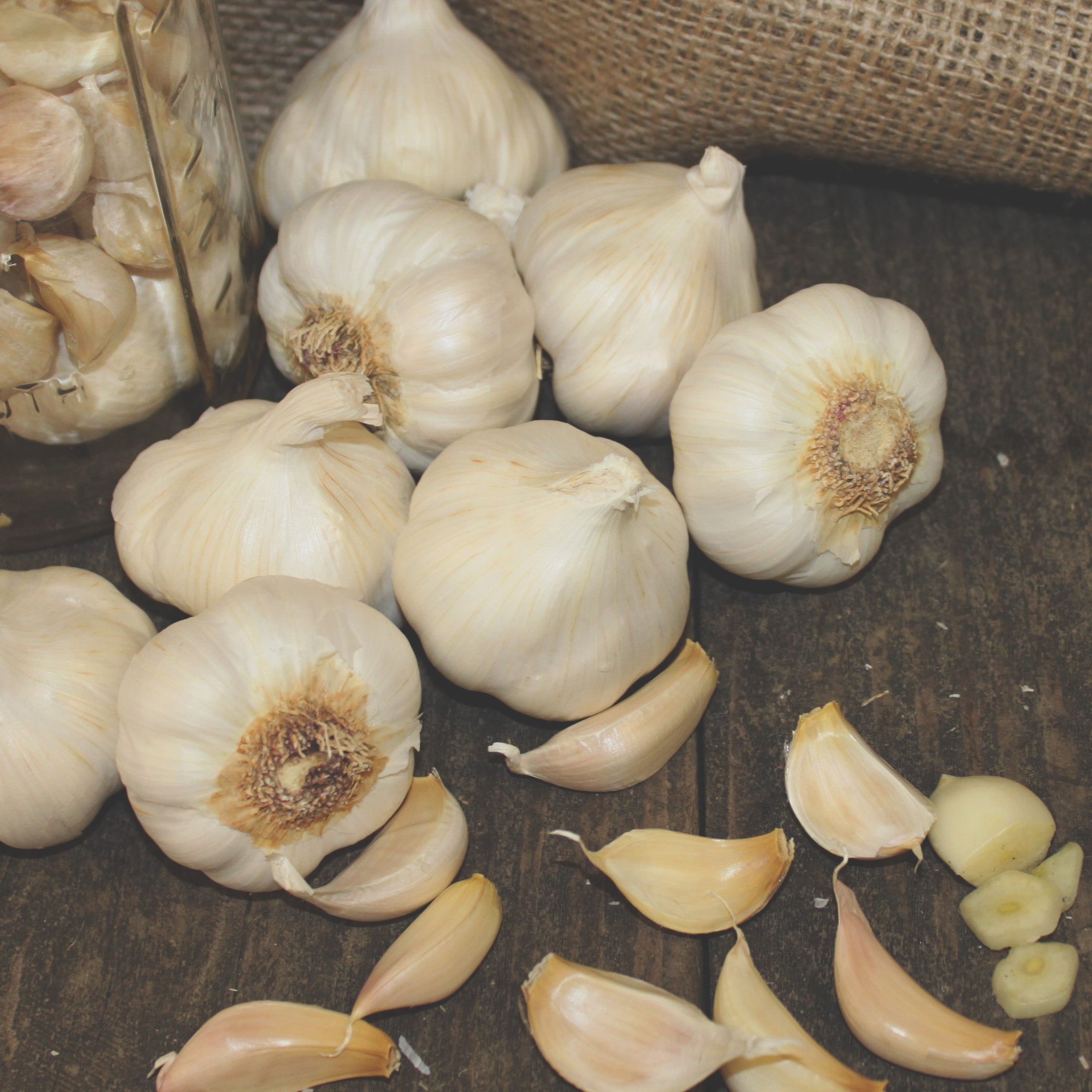 OG Nootka Rose Garlic