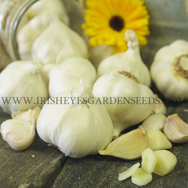 OG Silver Rose Garlic