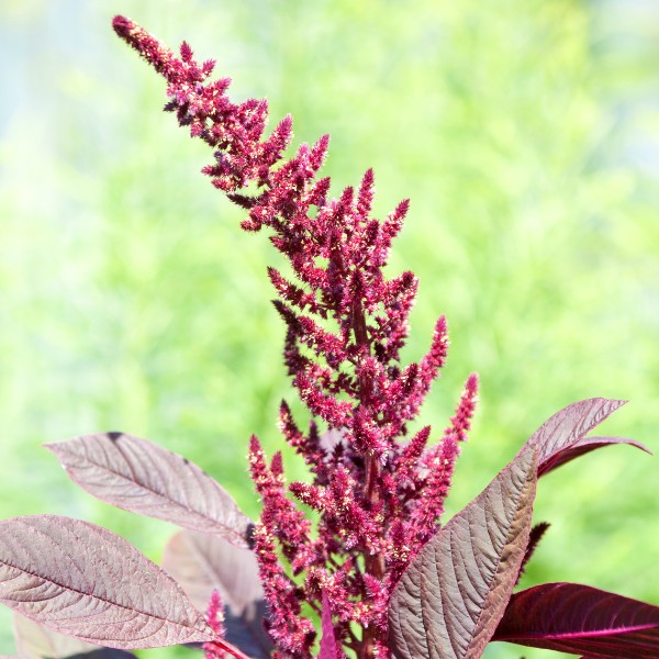 Amaranth Red Garnet