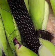OG Montana Morado Maize Black