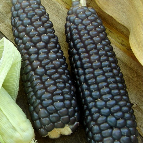 OG Blue Mountain Flint Corn