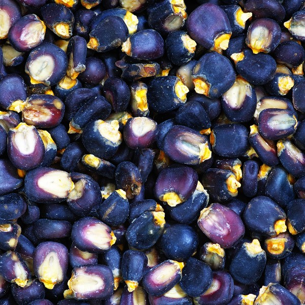 OG Blue Mesa Maize
