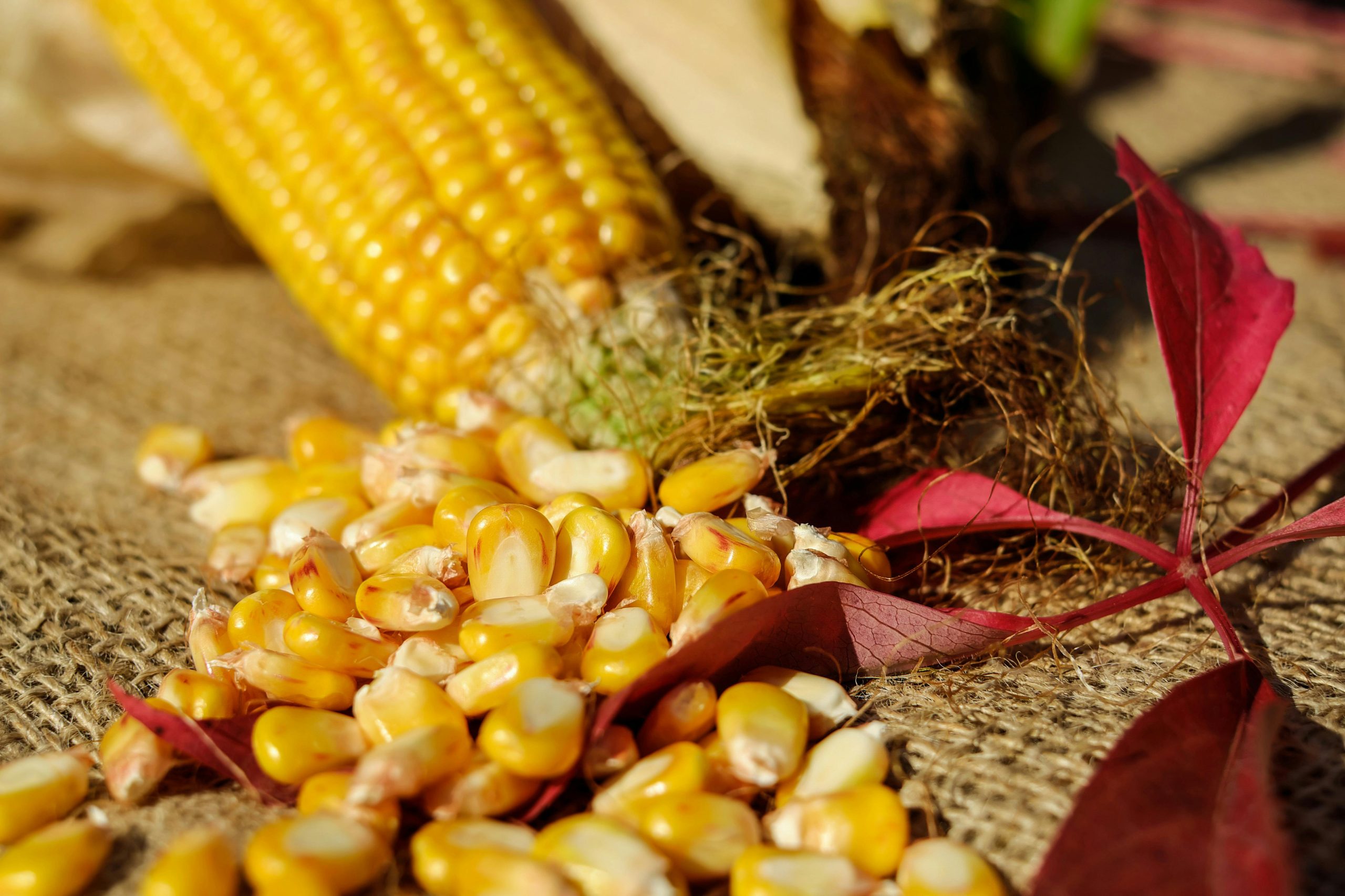 OG Homestead Hero Yellow Corn