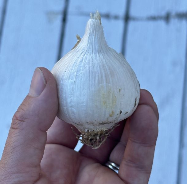 Elephant Garlic Rounds Naturally Grown