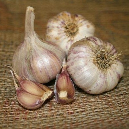 Purple Glazer Garlic
