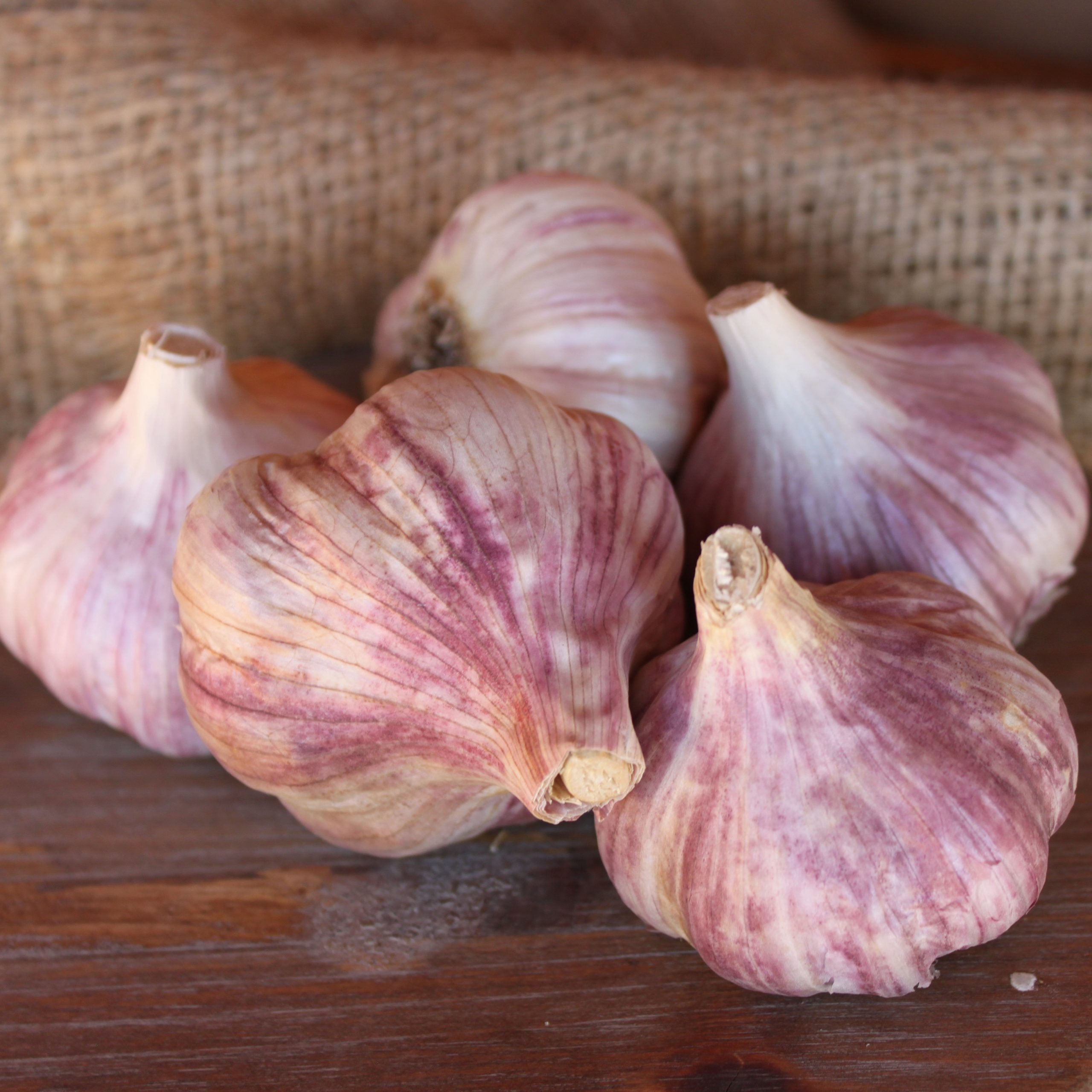 Chesnok Red Garlic
