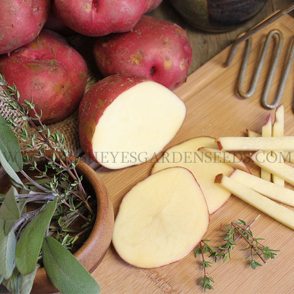 OG Red LaSoda Potato