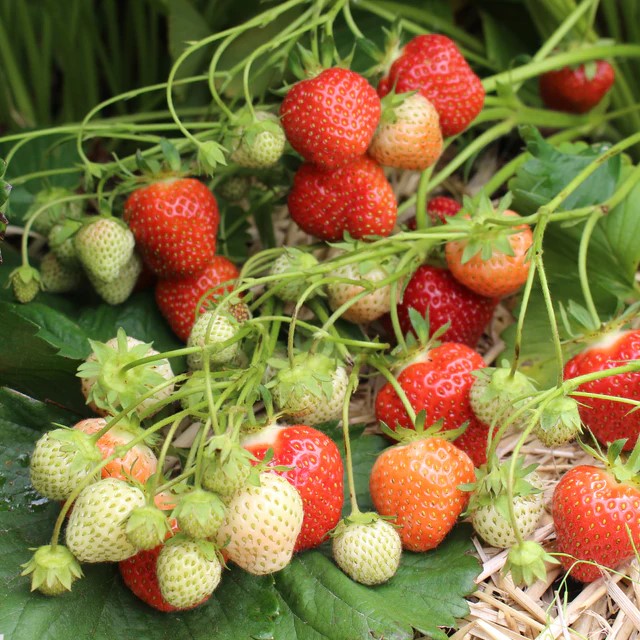 Fort Laramie Strawberry