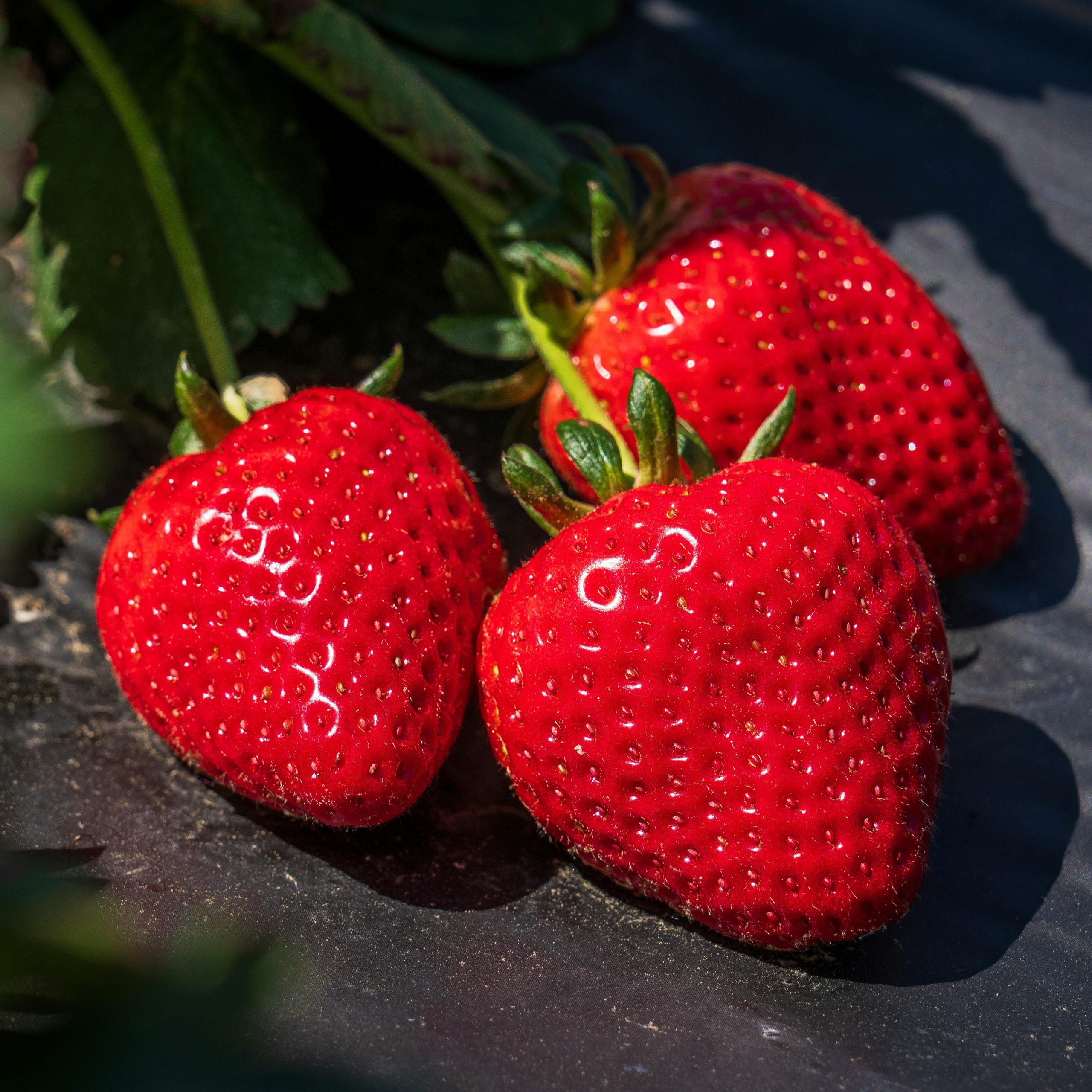 Jewel Strawberry