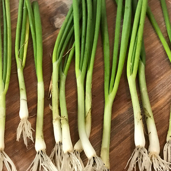 OG White Sweet Spanish Transplant