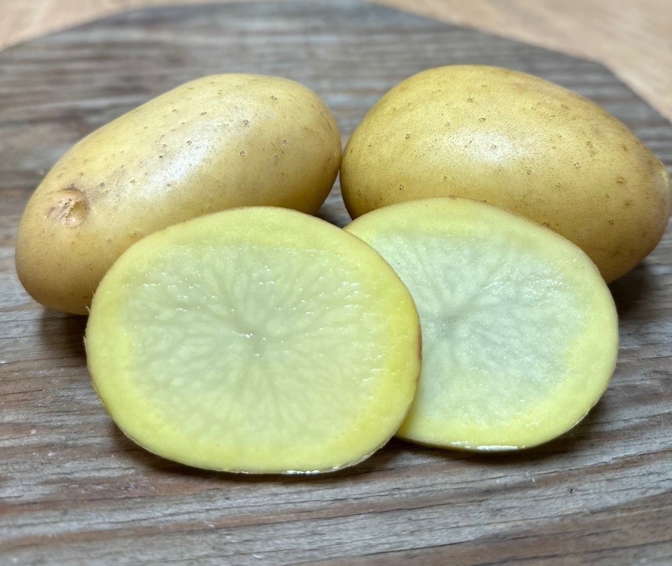 OG Arizona Gold Potato